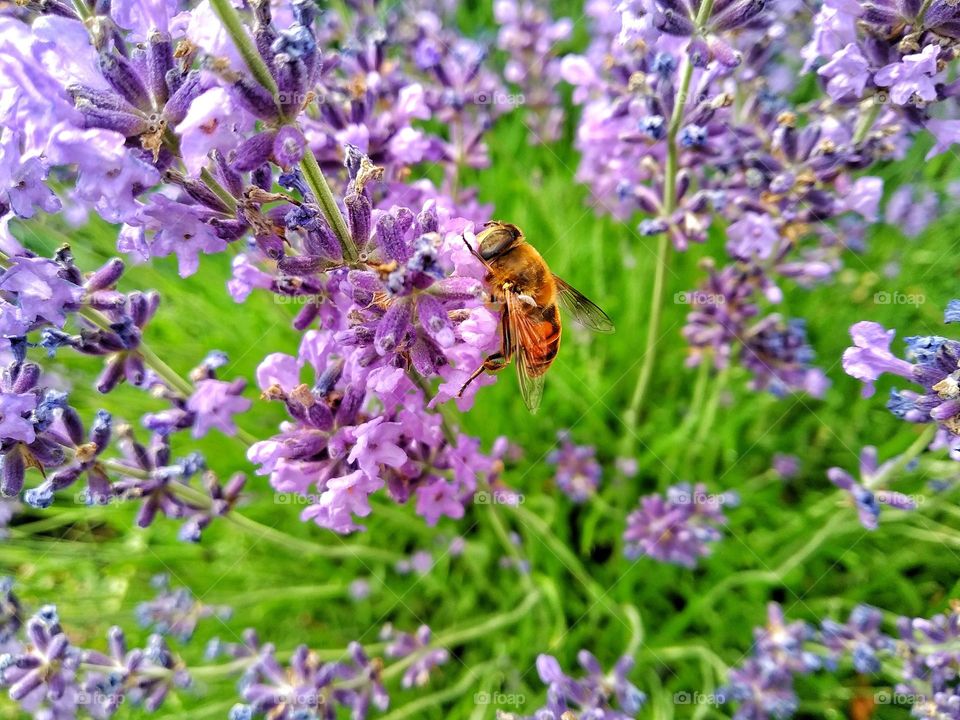 Eristalis tenax is a hoverfly, also known as the drone fly. Palpada on levender. Lavandula (common name lavender). Lavandula angustifolia (lavender most commonly true lavender or English lavender.