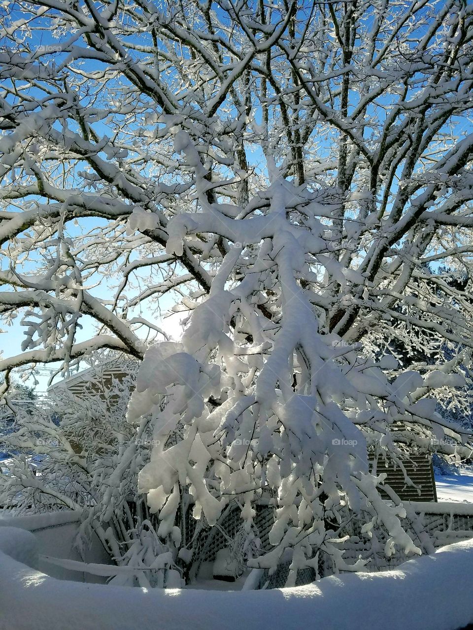 Sunrise day after blizzard snowstorm covering everything with heavy white snow, but beautiful!