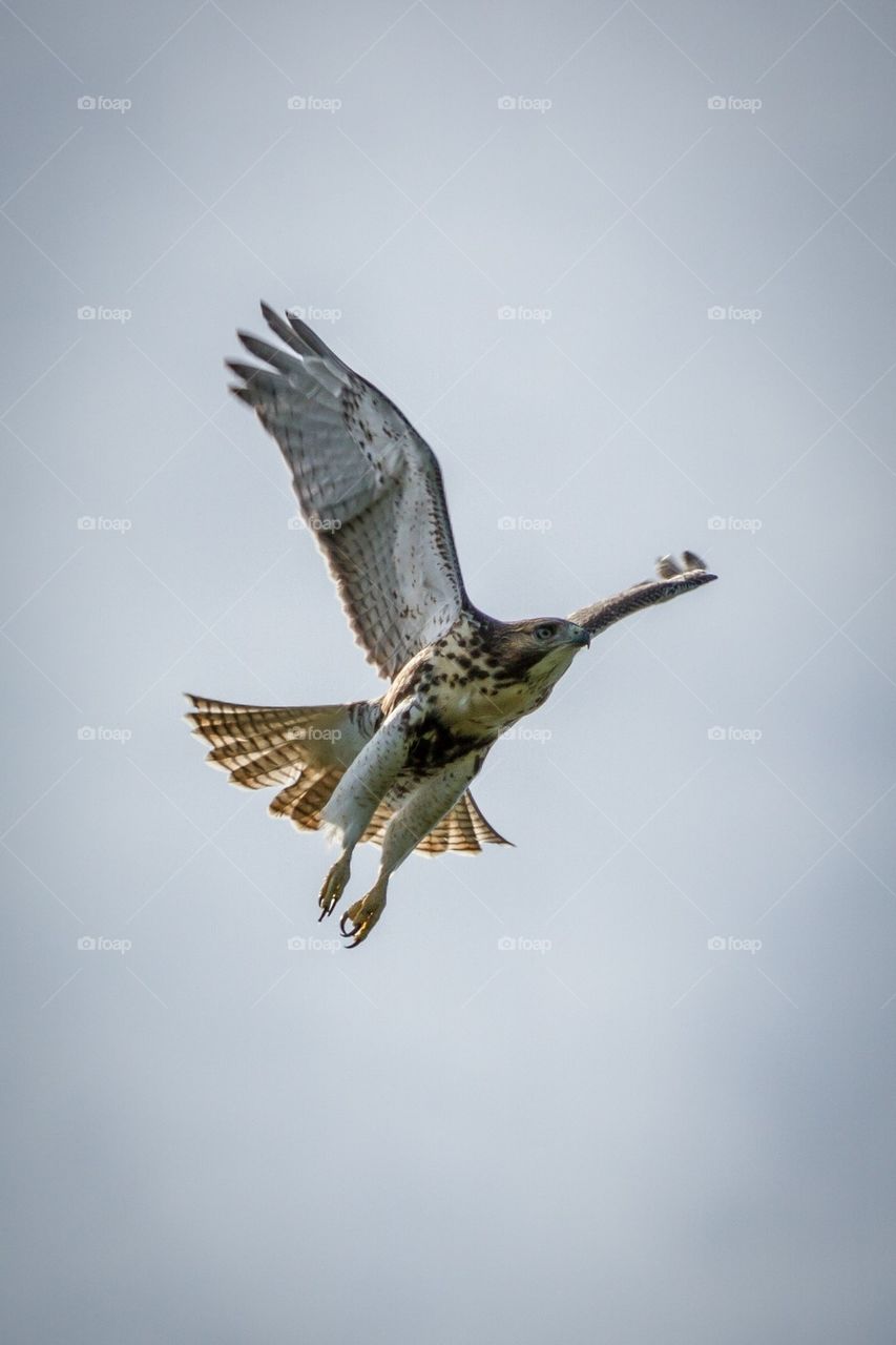 Red-tailed hawk