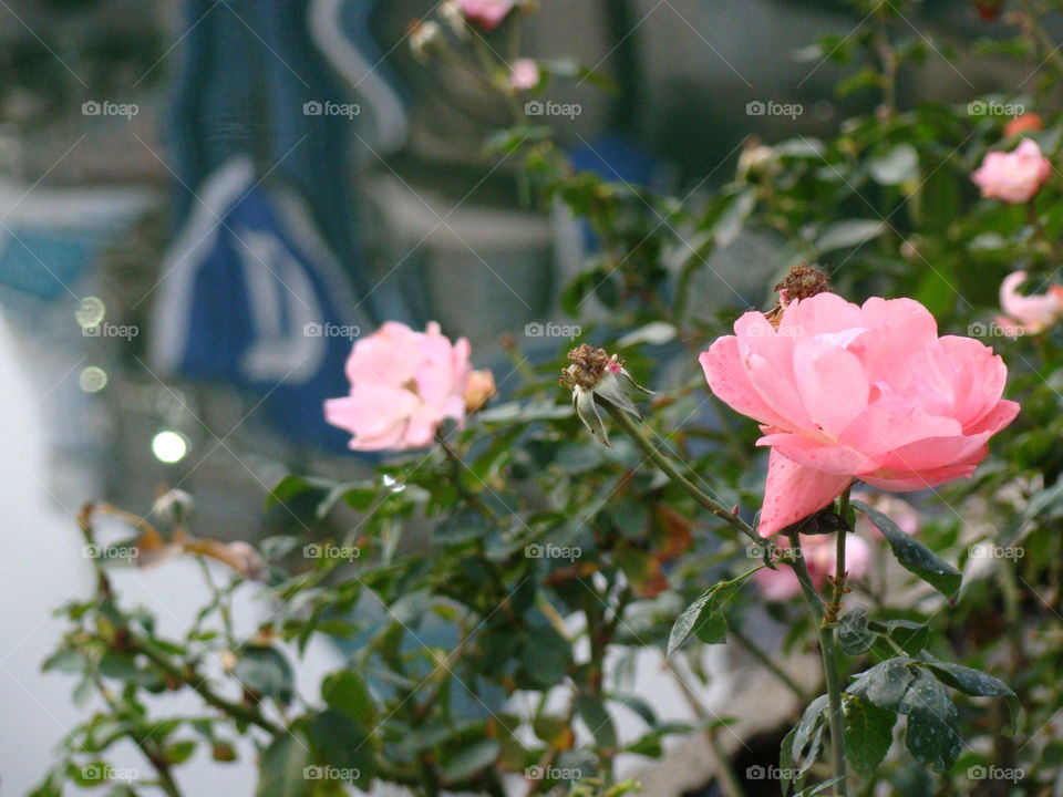 Disneyland flowers