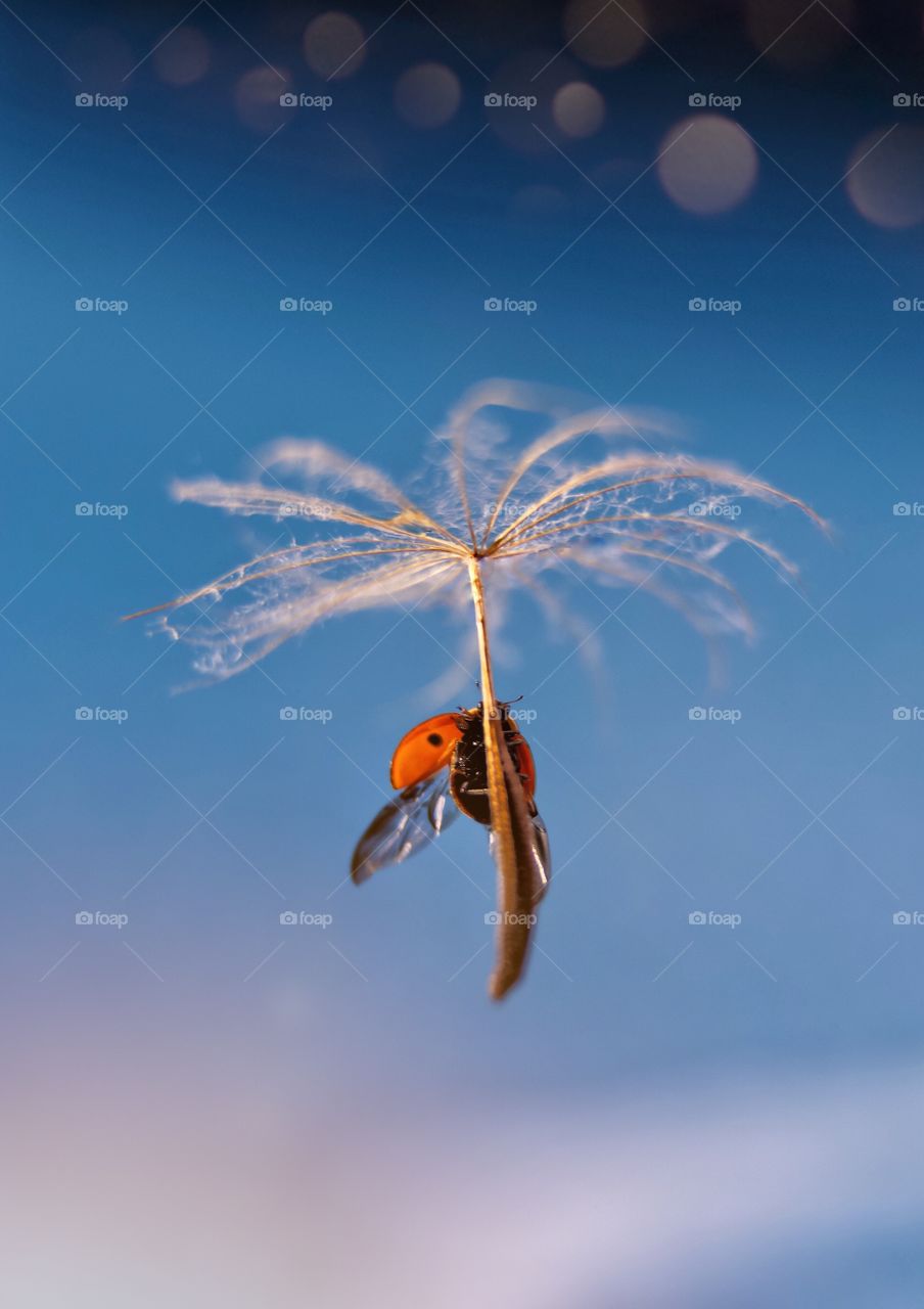 Ladybug on the dandelion 