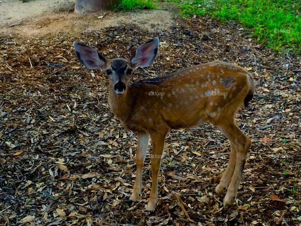 Baby deer