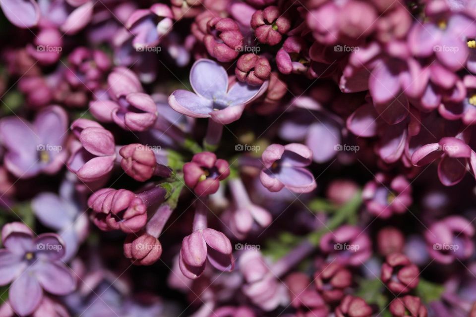 lilac flower