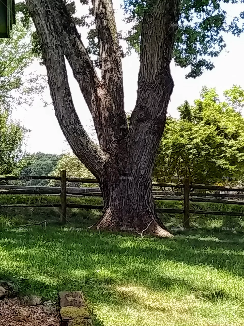trees