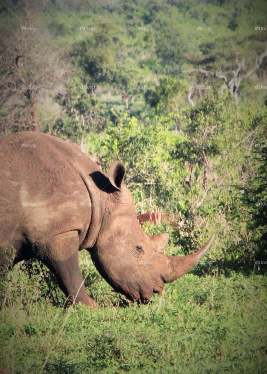 Rhinoceros in forest