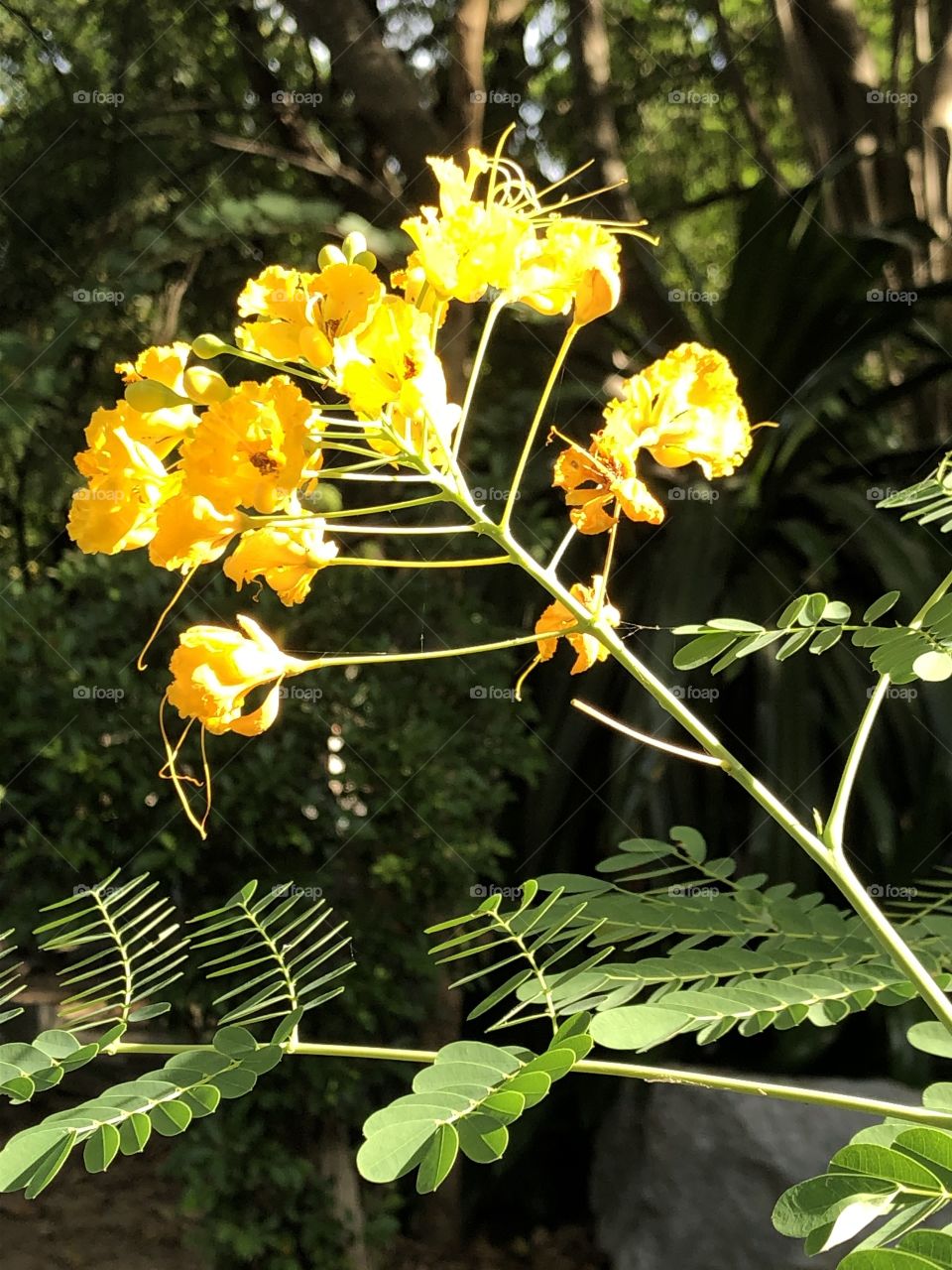 Flowers around everywhere, Countryside ( Thailand 🇹🇭