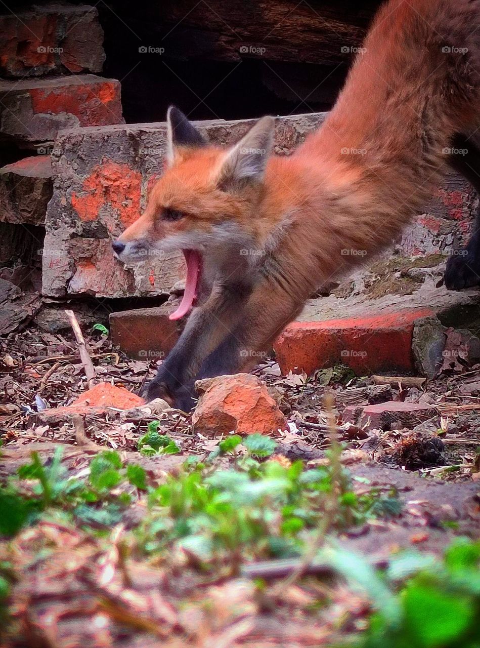 View from the ground.  The fox cub runs over the bricks with its tongue hanging out.  In the foreground, the earth and green grass