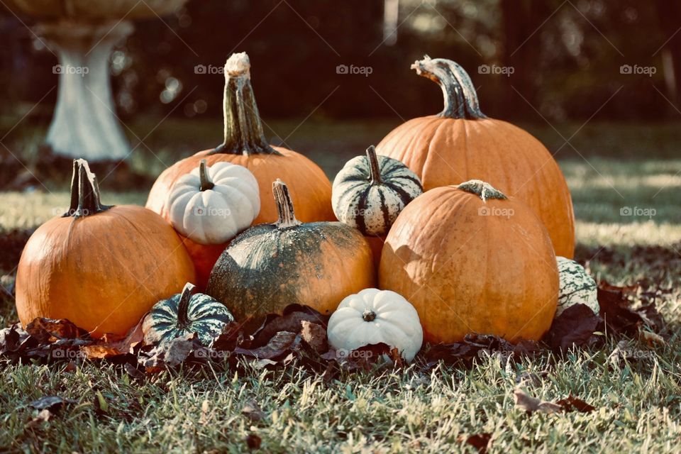 Pumpkins freshly picked from a nearby pumpkin patch. One is without a stem and another has some green coloring on it. I like how they are perfectly imperfect!