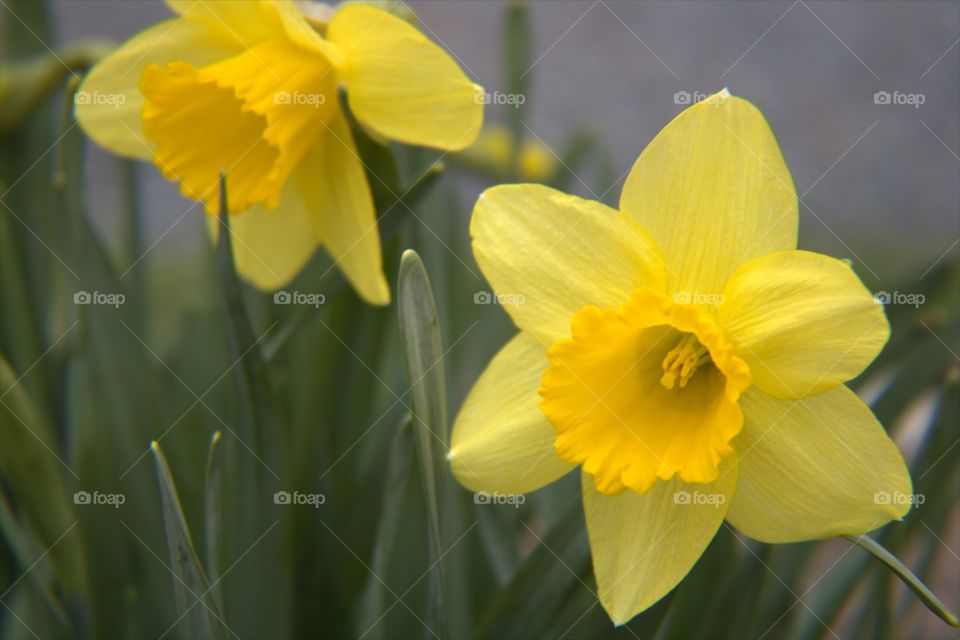 Beautiful Bright Yellow Spring Daffodils