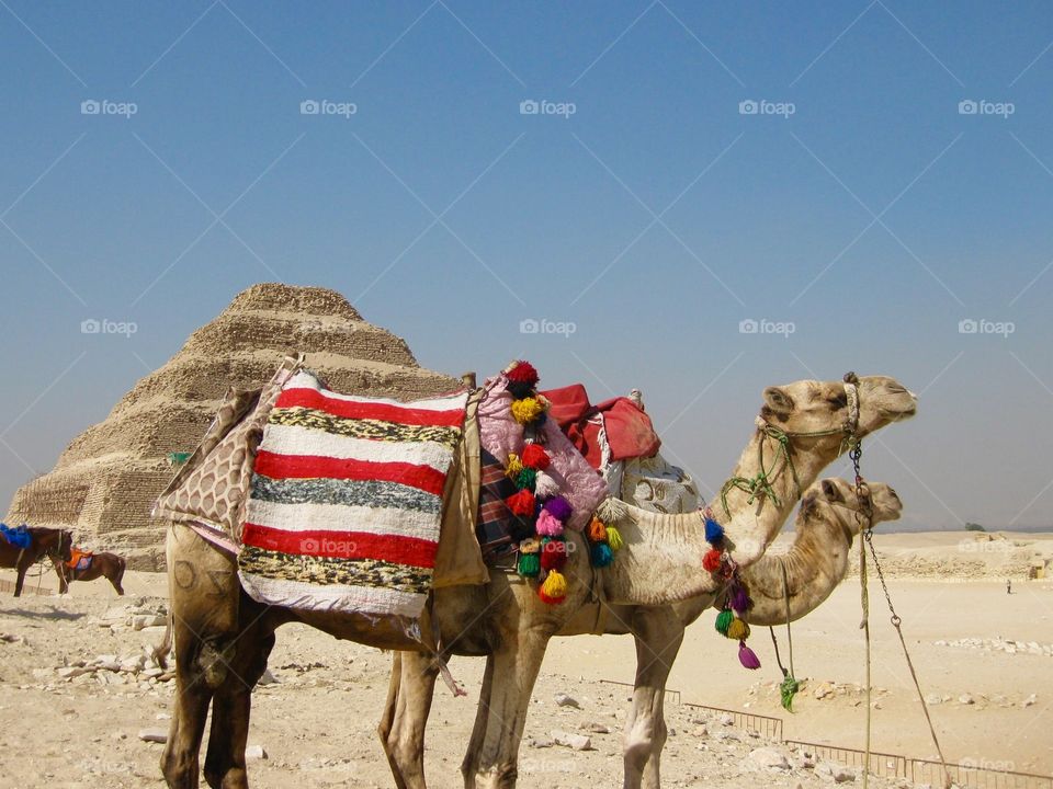 Two camel in front of Egypt