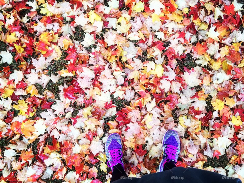 Fall colors everywhere! Portland, Maine