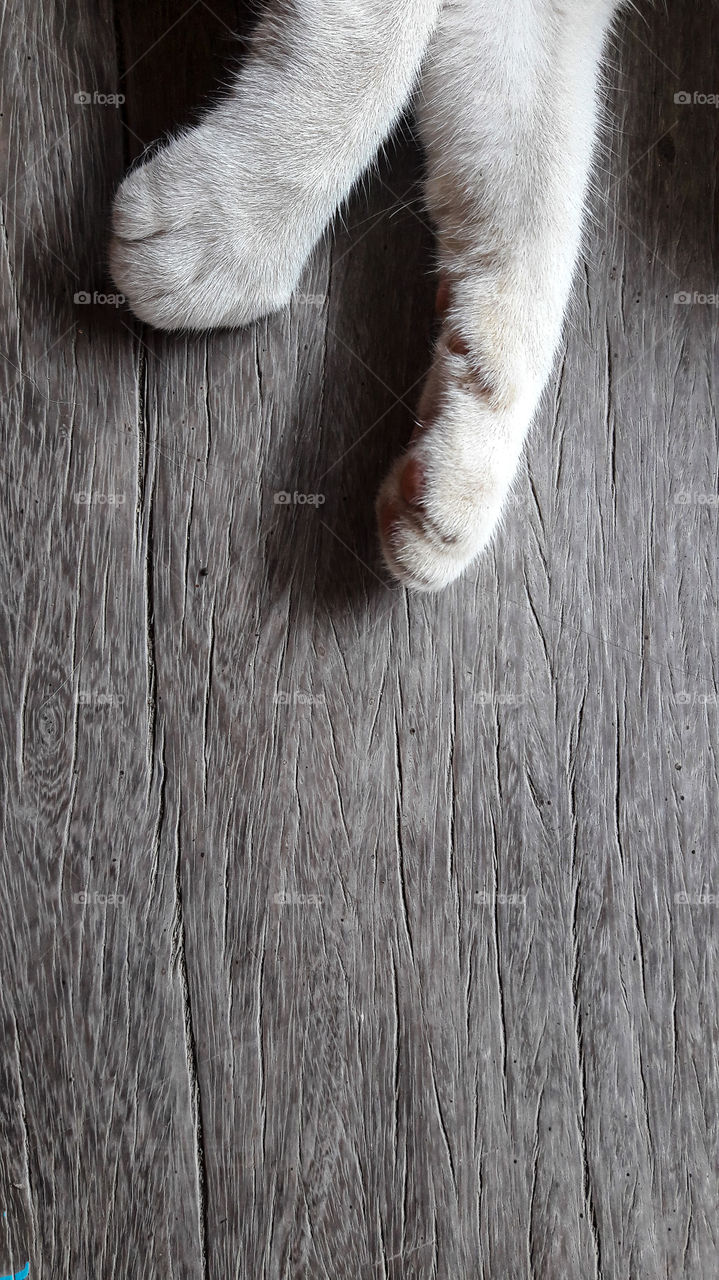 foot cat