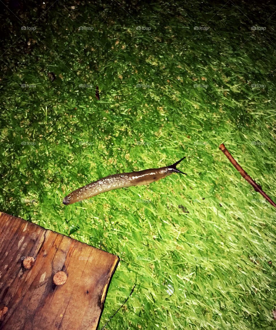 Huge slug in garden !! He’s been out there 3 days and so far made it from the plank of wood half way to the target!..... the stick!!! 🤮
