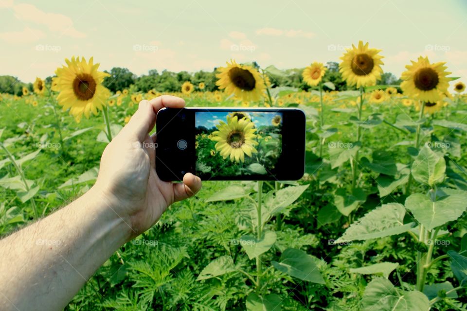 Taking photographs of sunflowers with my mobile device