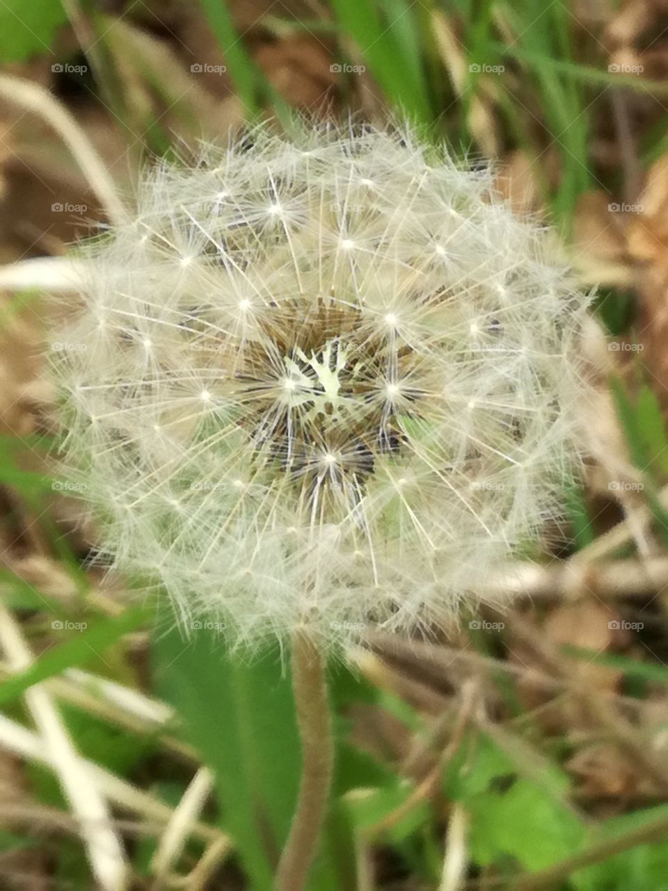 Dandelion