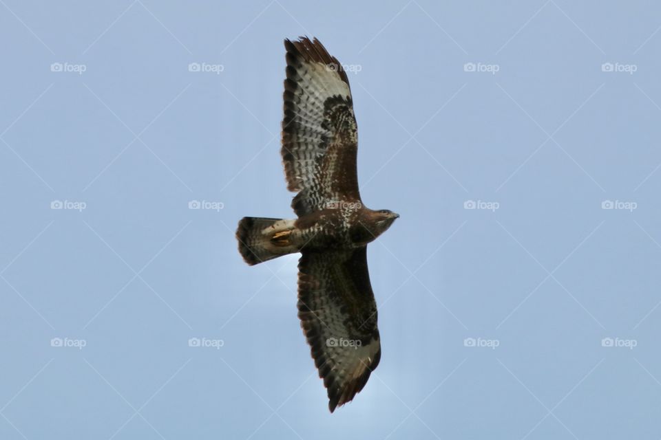 buzzard