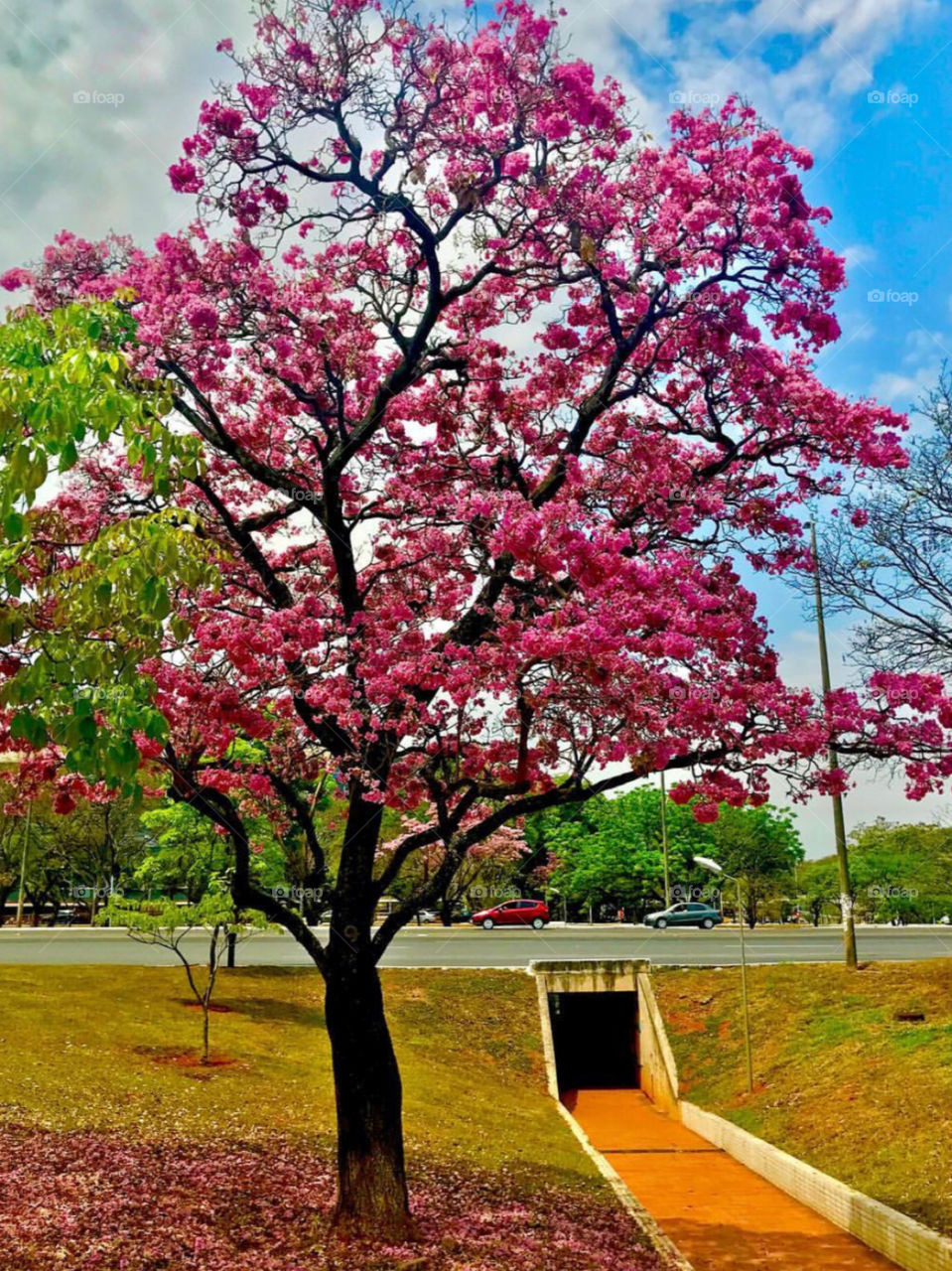 Brasílian tree during autumn