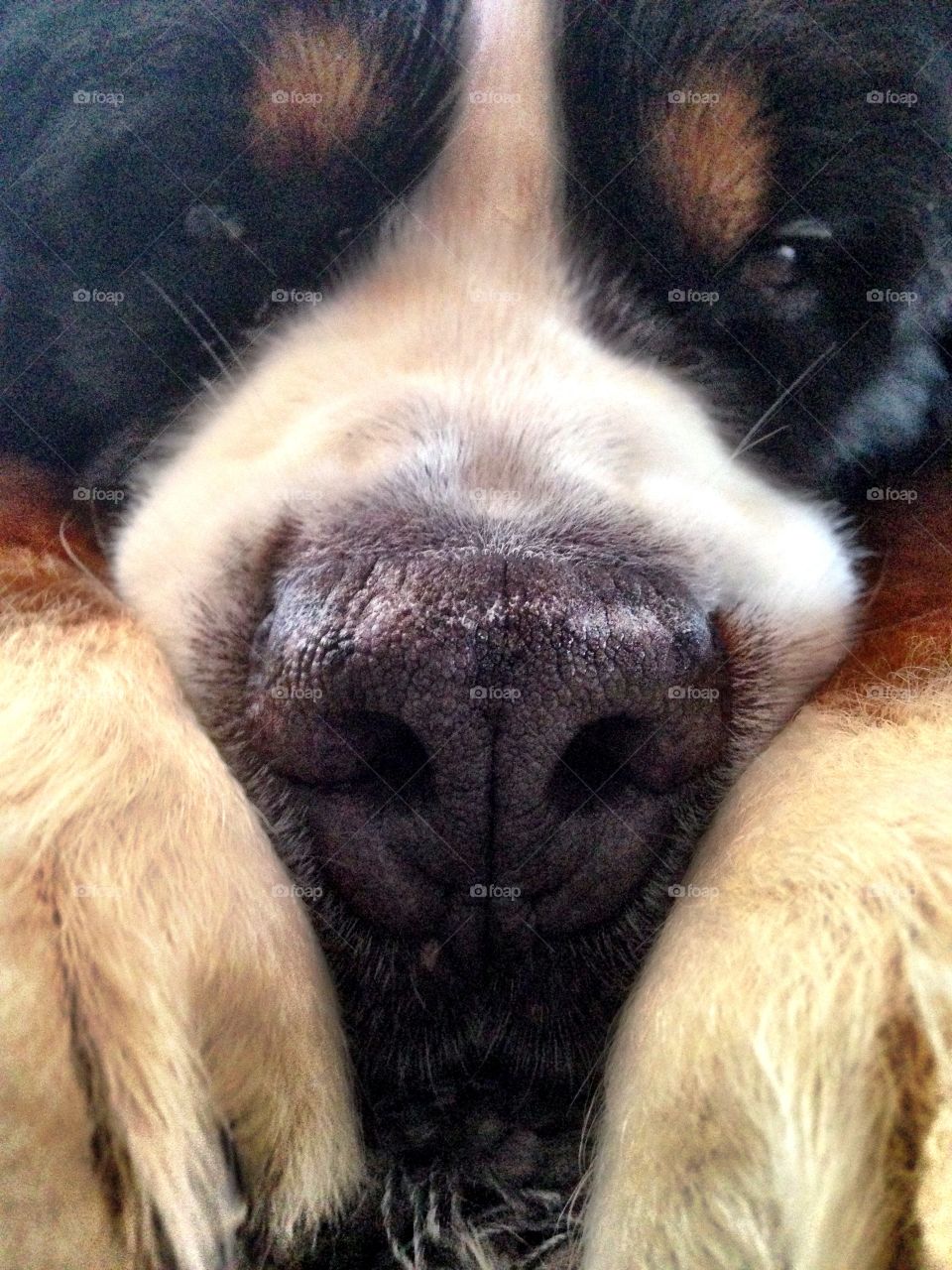 Macro shot of dog nose
