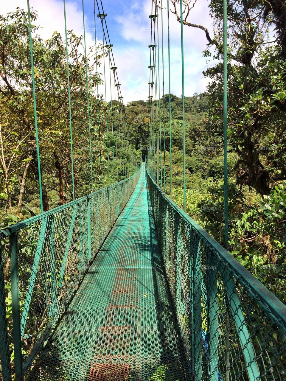 A long hanging bridge in the cloud forest