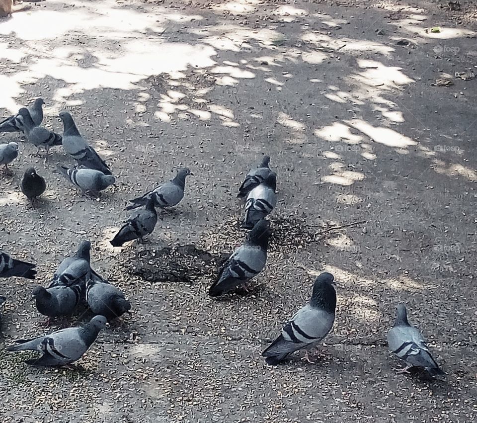 Pigeon group