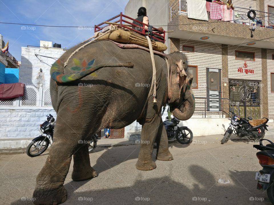 giant elephant