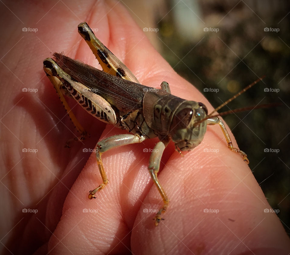 Grasshopper