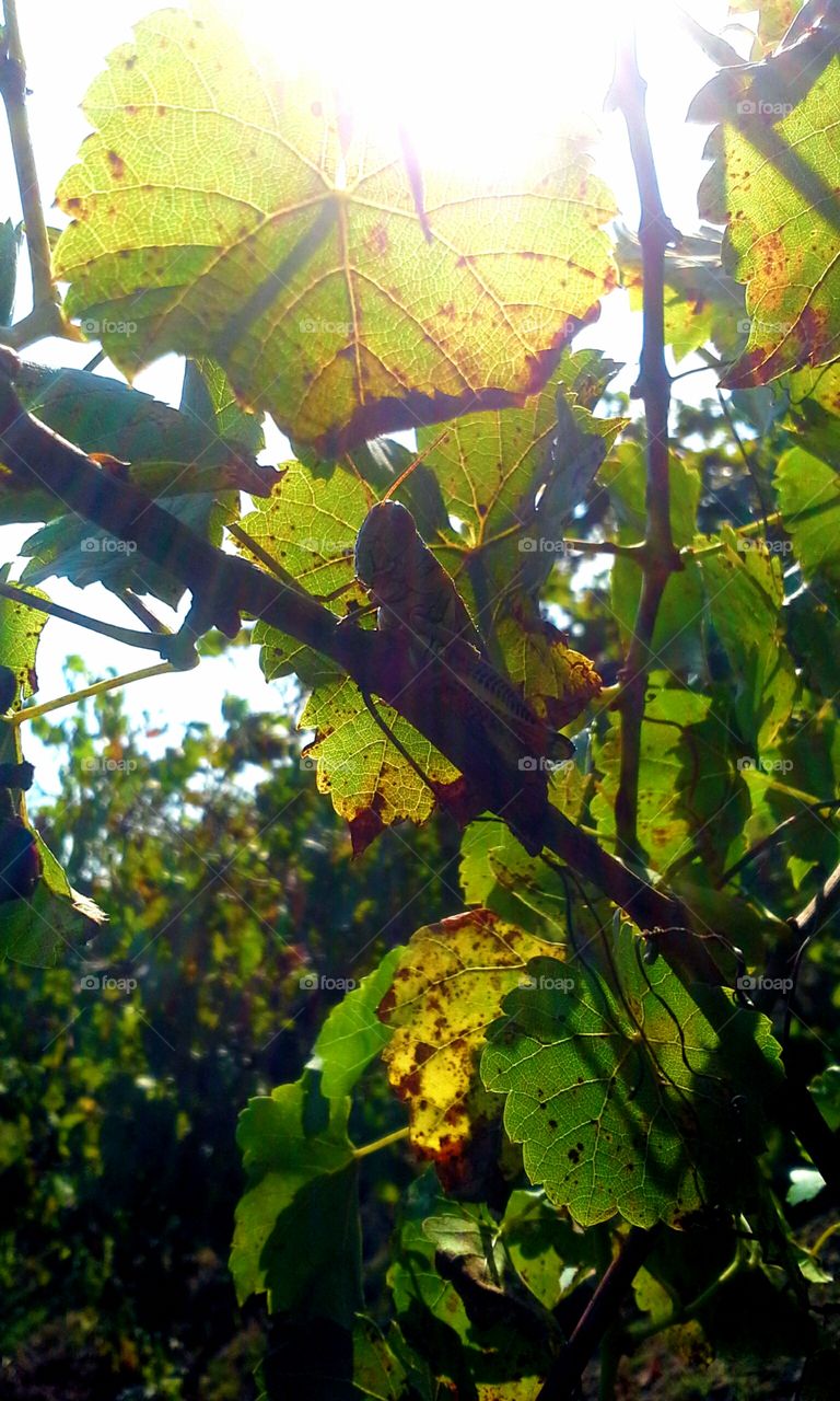 Grasshopper in the Vineyard