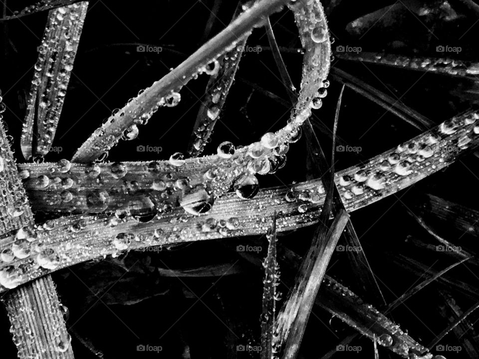 Water in its perfection celebrating its nurturing features...