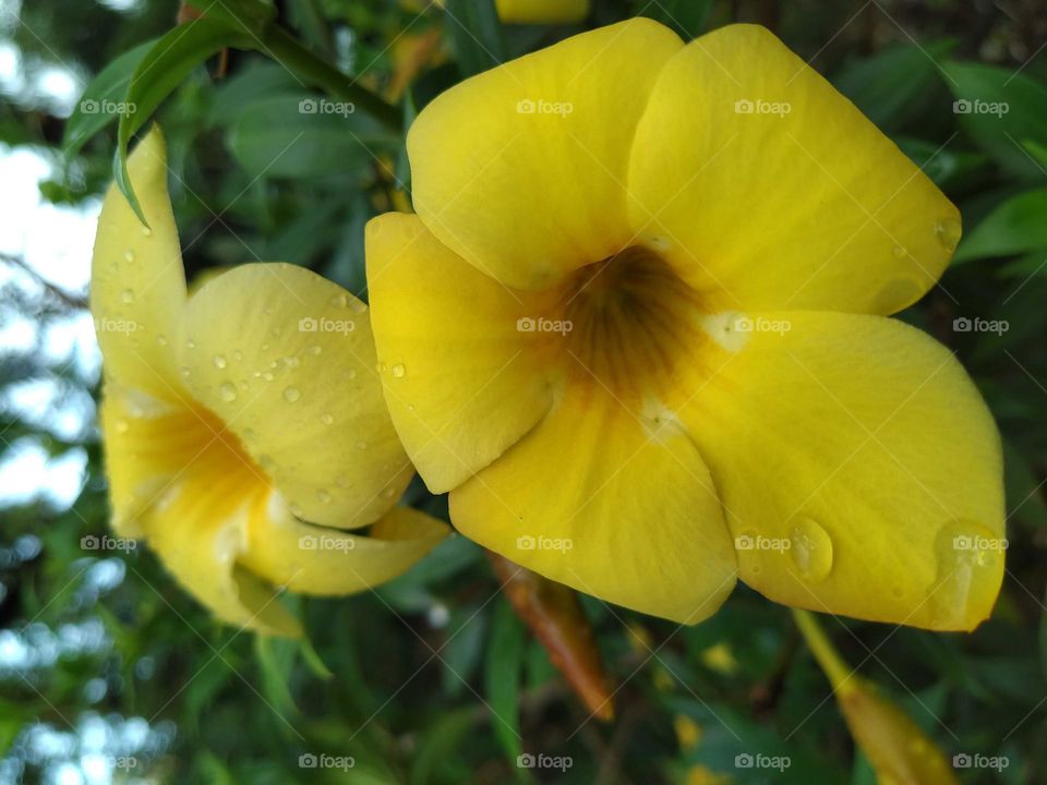 Beautiful blooming Yellow flowers