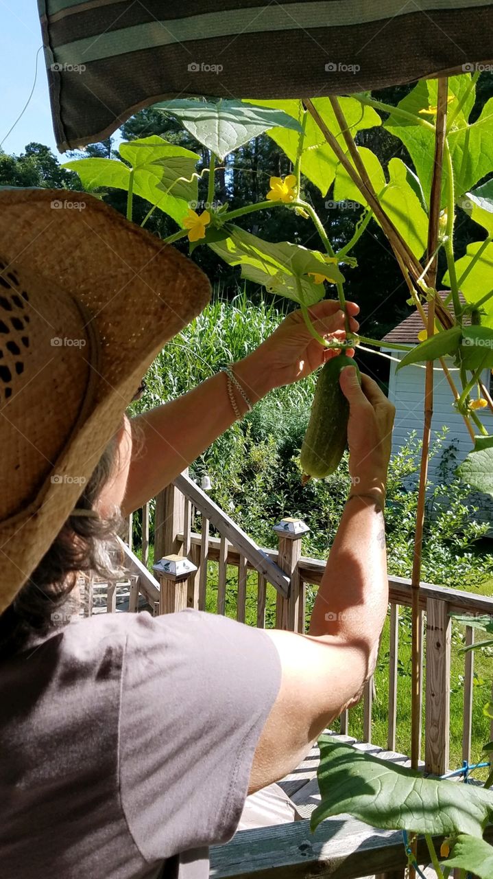 Picking vegetables grown in porch containers in the bright sun on a hot summer day. This gardener wears an old cowboy hat!