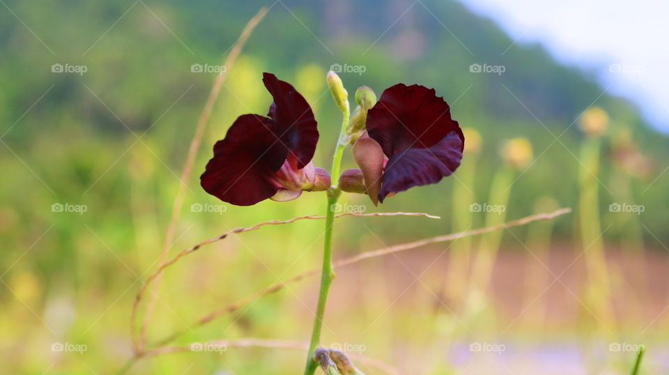 What is this flowers ...?!