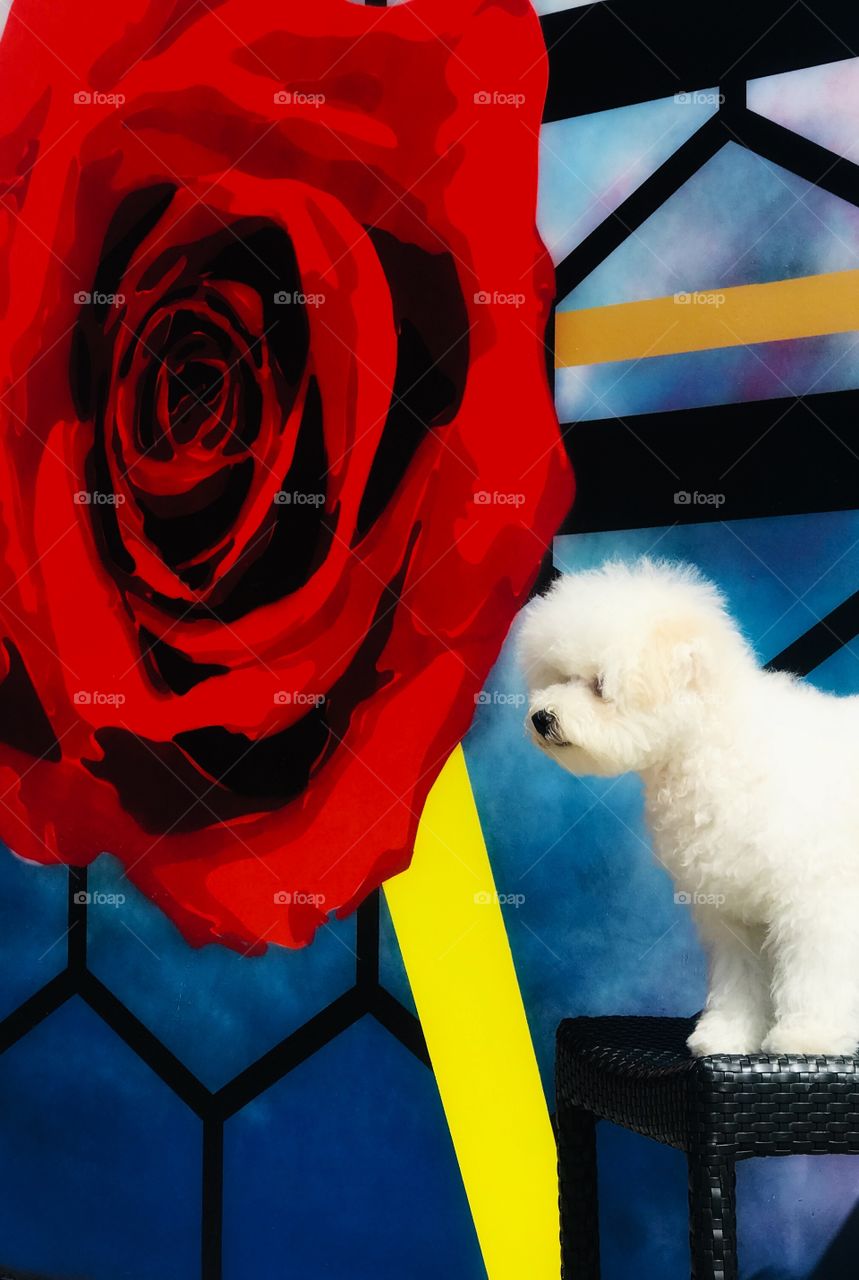 A section of a mural featuring a deep red rose stands beside a furry white dog who is standing and looking attentively.