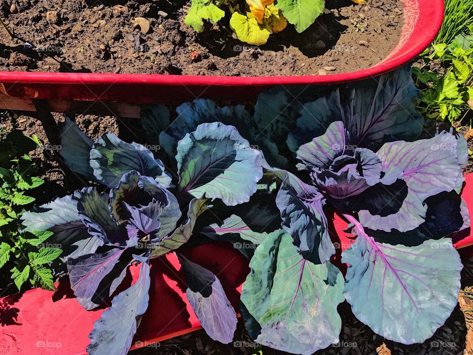 Planting outdoors purple cabbage plant