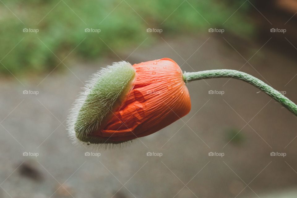 View of poppy bud