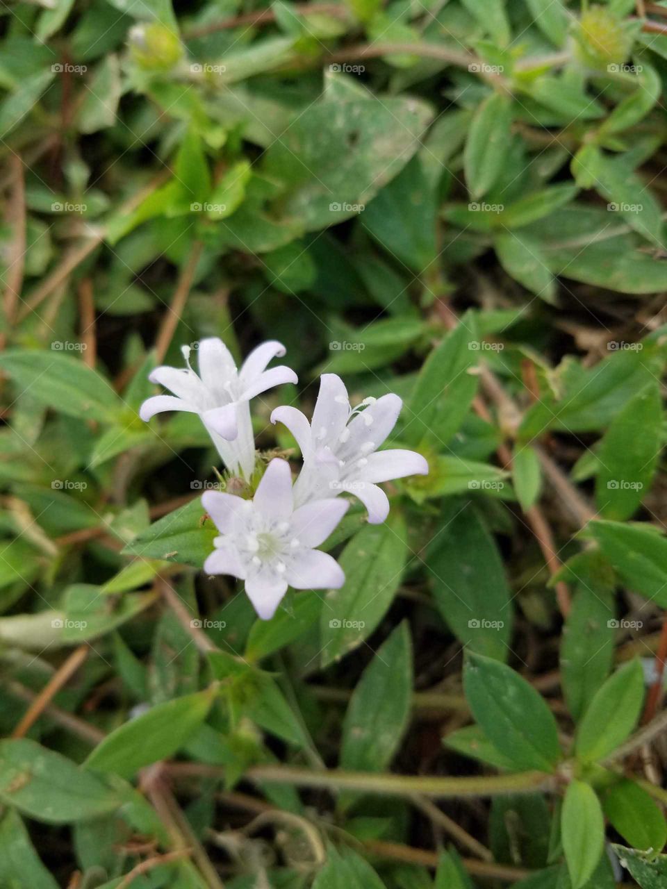 Close-up tiny white flowers