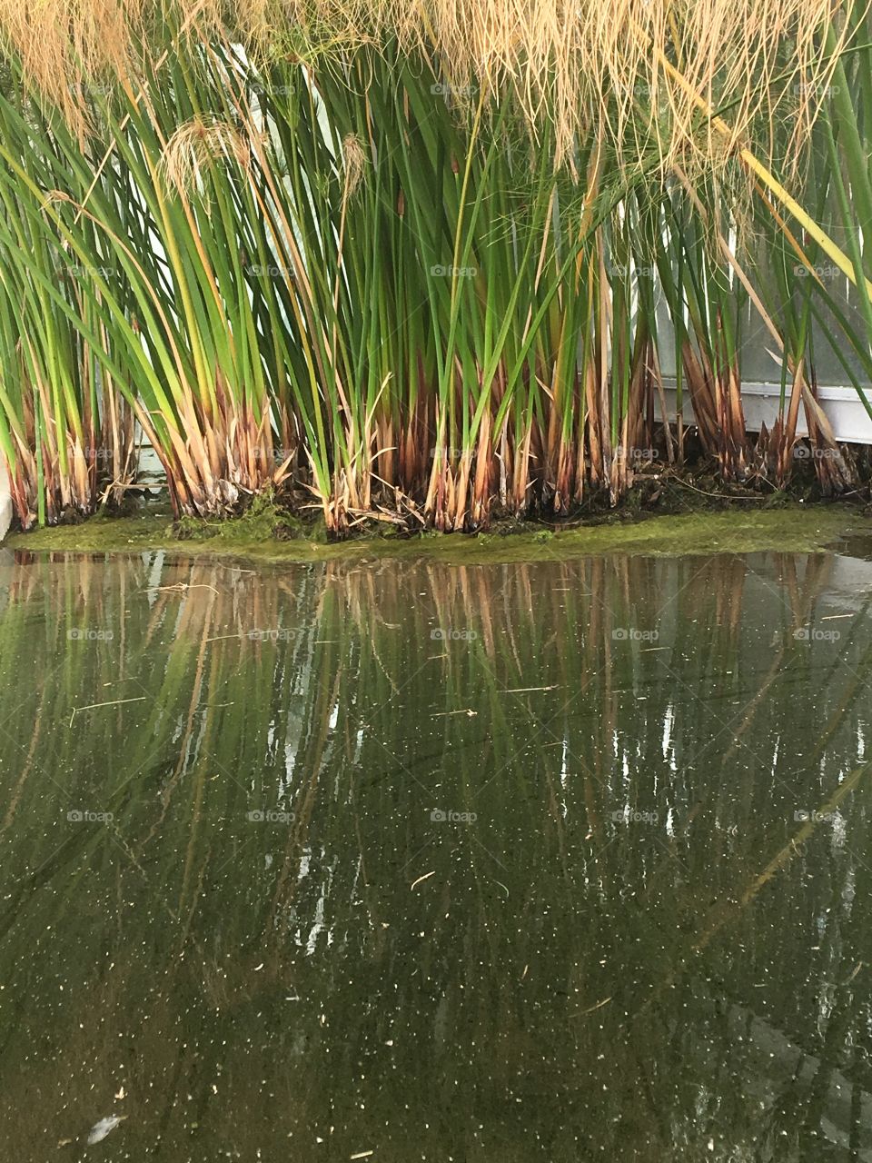 Botanic and water 