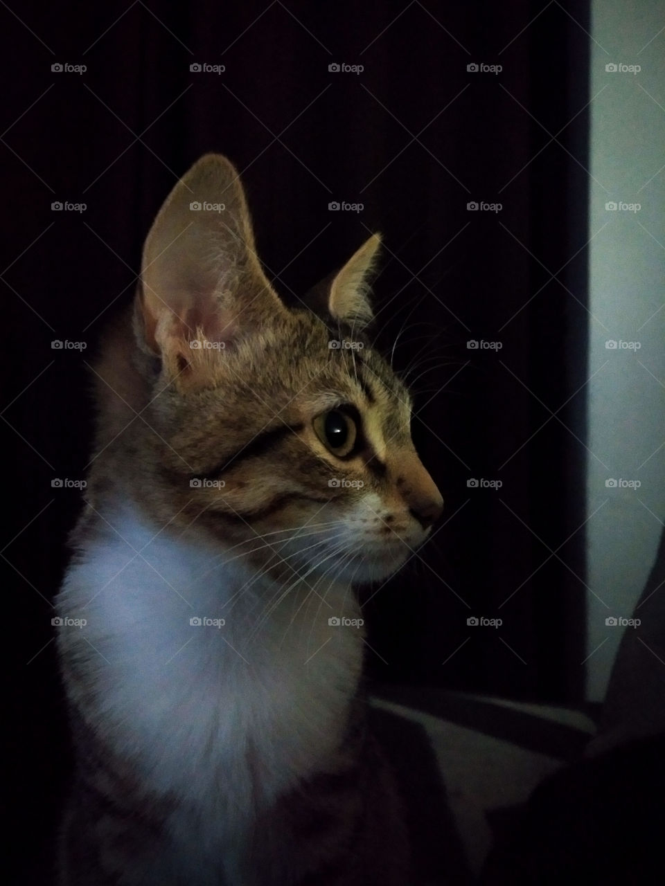 the cute cat on the black wall