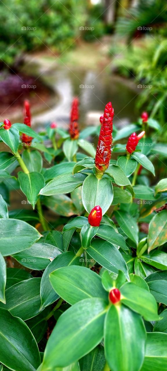 Costus spicatus