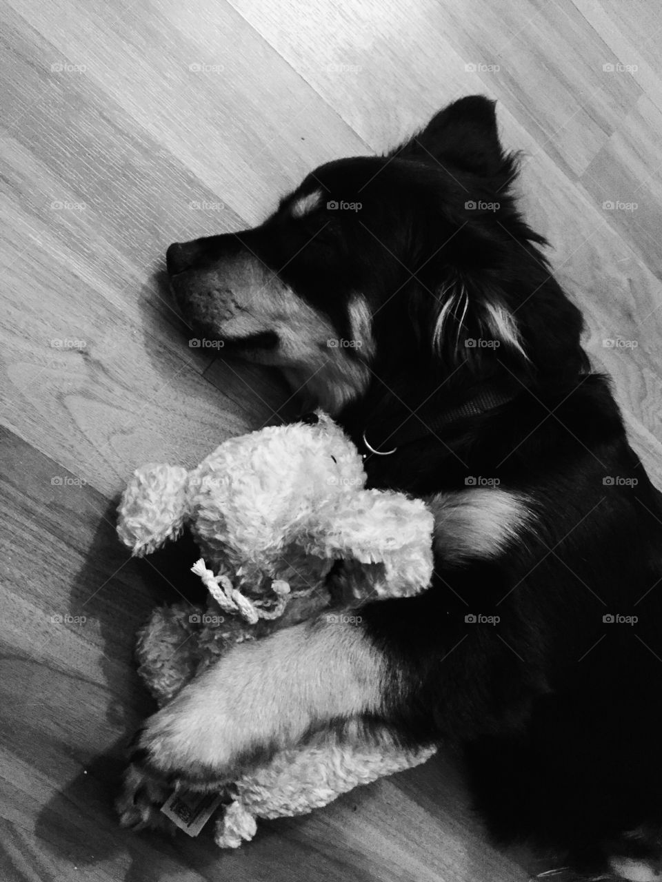 Exhausted puppy with stuffed animal