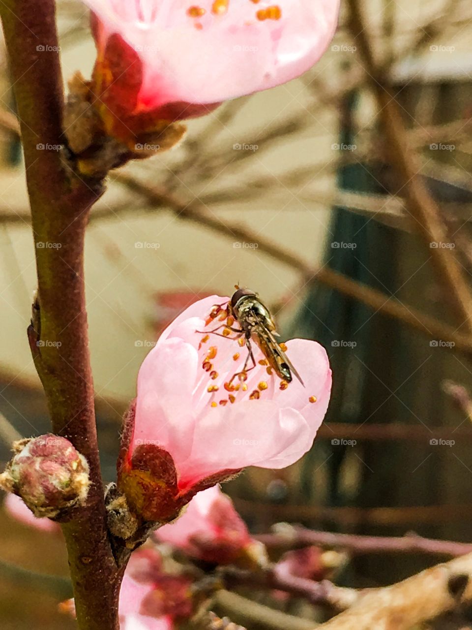 Bee collecting pollen from a nectarine blossom pink flower 