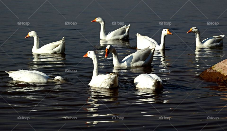 Geese