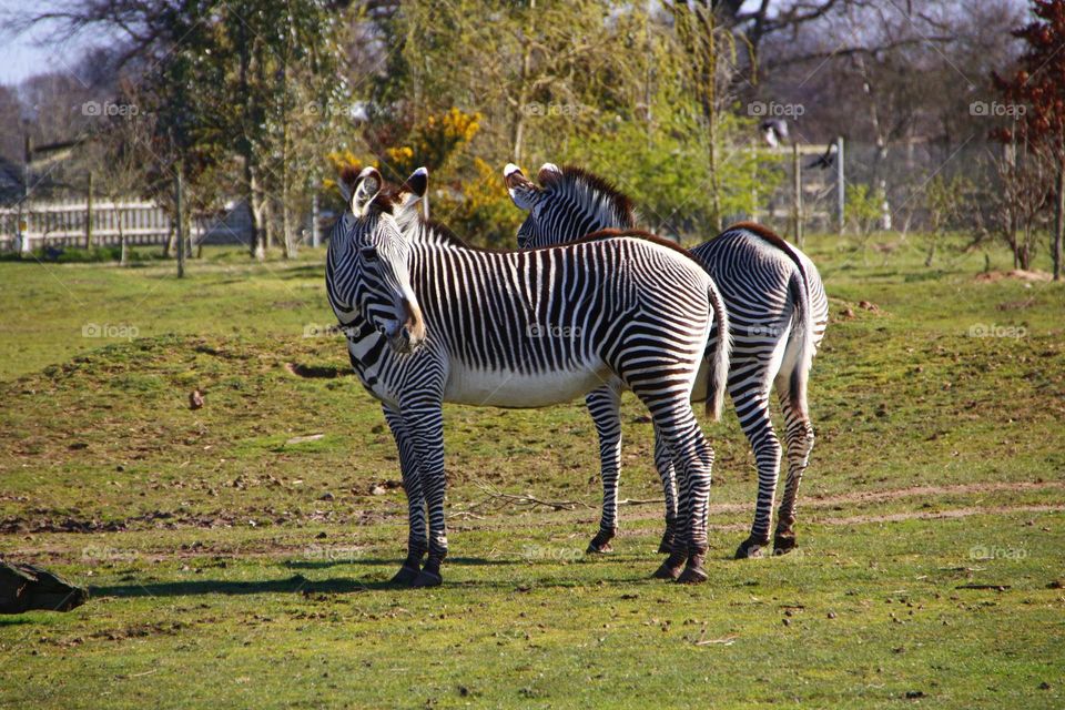 Zebras in a field 