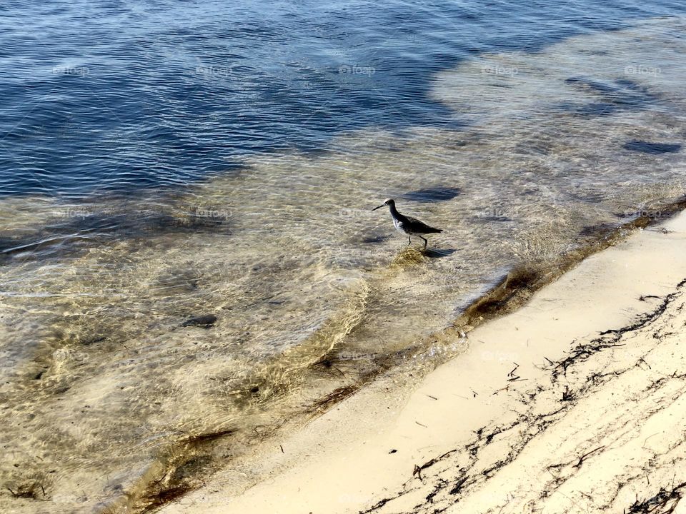 Florida willet wading near the shore on the back bay at high tide. The wading bird is dark against the clear water