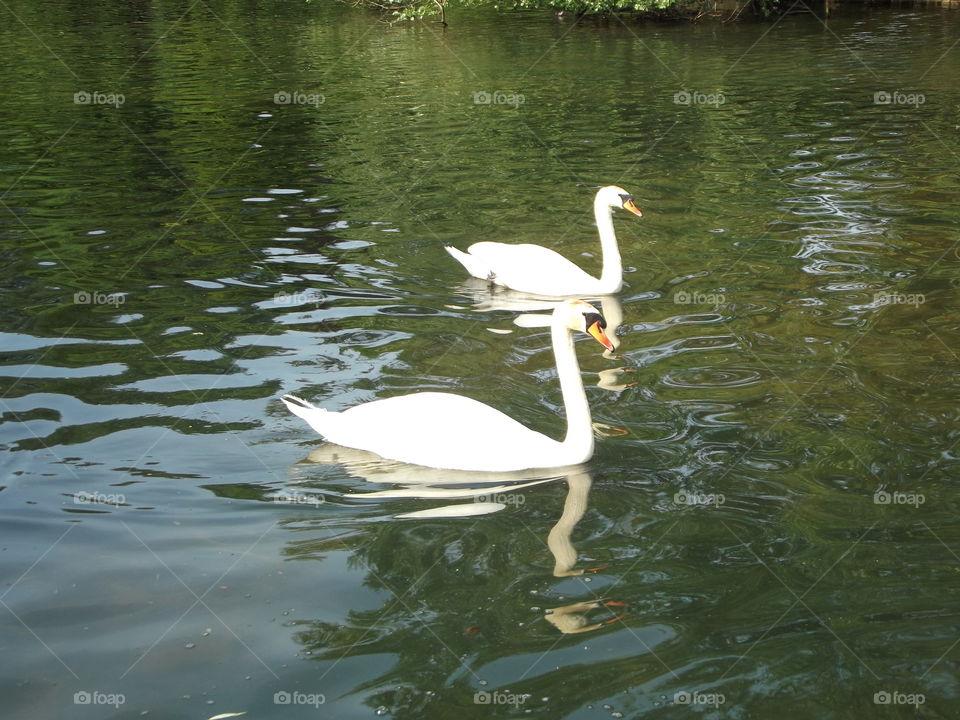 Two Swans Reflecting On Water