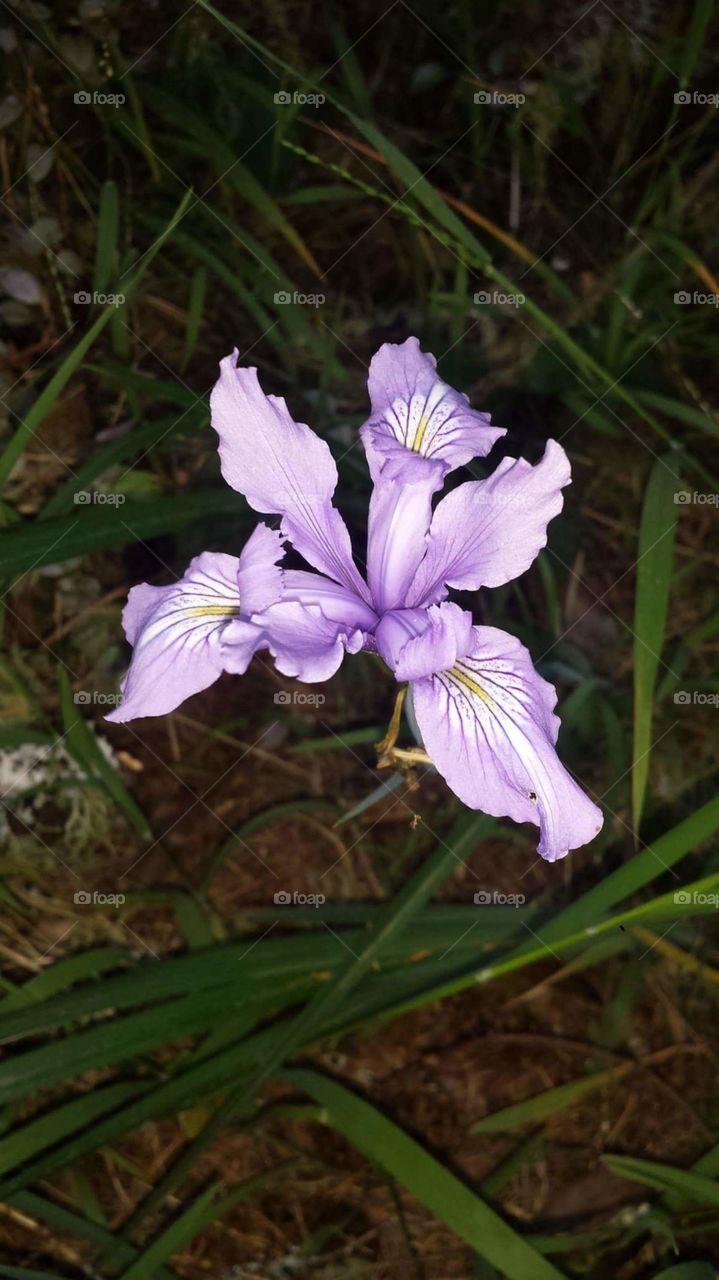 wild iris blooming at Pt. Reyes National Seashore