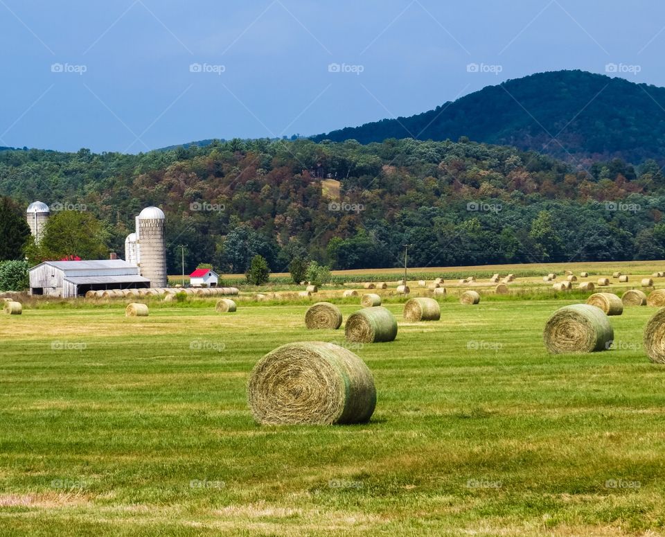 Hay Bales