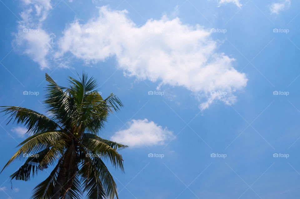 Palm trees with clouds and blue sky background 