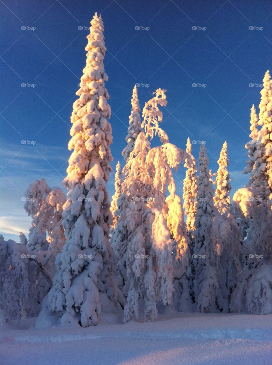 Frozen trees in winter