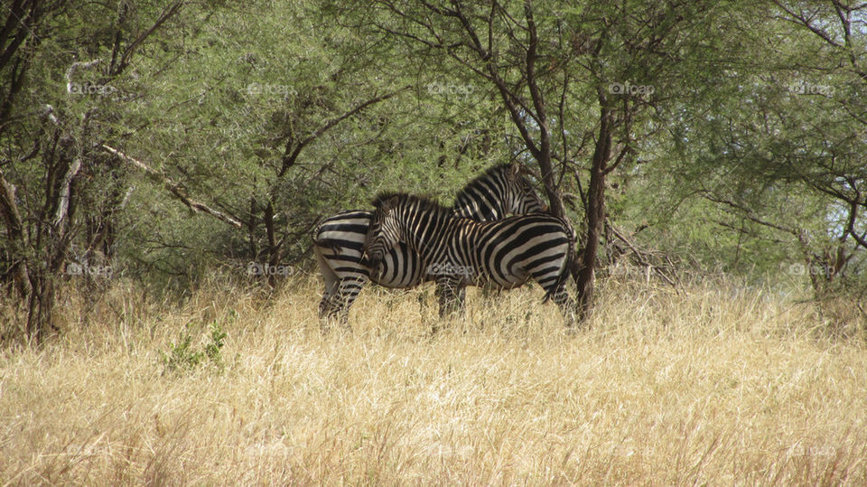 love zoo africa zebra by ostfeber
