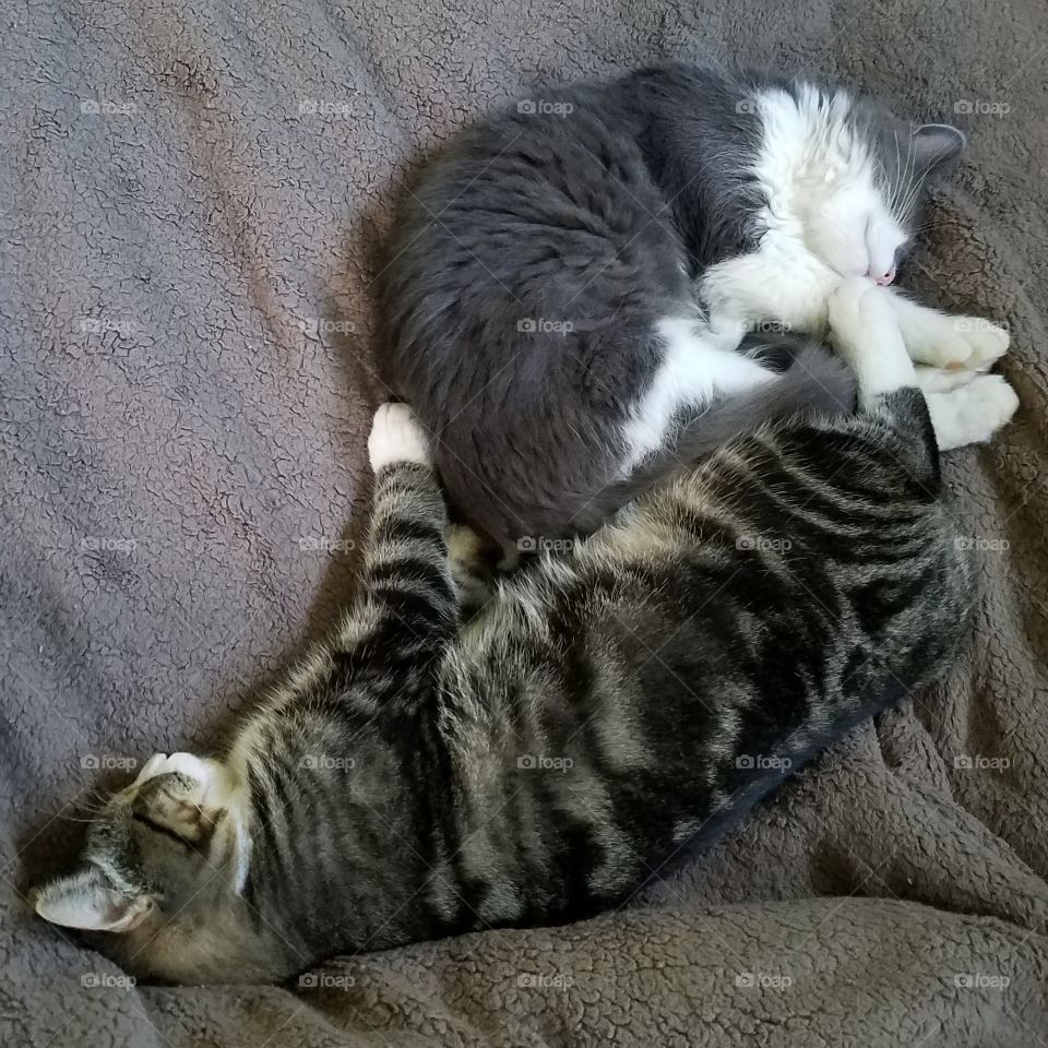 yin yang kitties